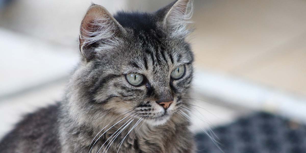 Mottram St. Andrew Cattery Cheshire